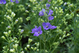 紫色小花绽放绿意间