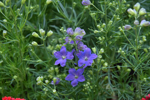 紫色花卉绽放于绿植间