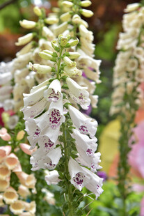 美丽毛地黄绽放花园