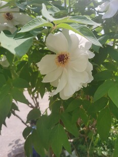 白色木槿花绽放于绿叶间
