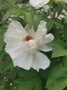 白色绽放牡丹