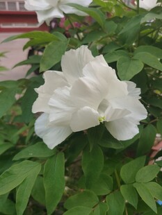 洁白绽放的单朵牡丹花