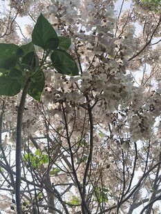 枝头绽放的白色花朵