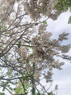 枝头繁花绽放