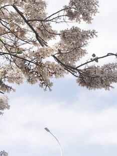 枝头繁花