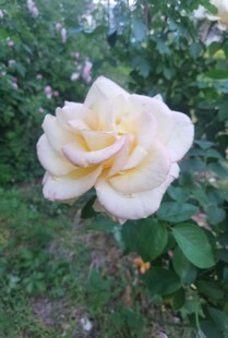黄白色月季花特写