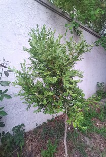 墙边绿植小景