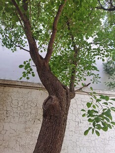 古老青树下的斑驳墙面