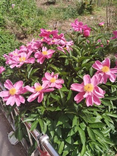 多彩条纹花朵娇艳绽放