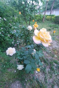 花园中的多彩月季花