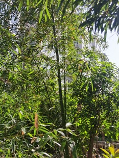 翠绿竹林景观