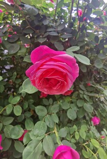 花卉