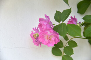 粉色蔷薇花特写
