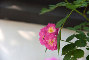 娇艳粉色蔷薇花特写