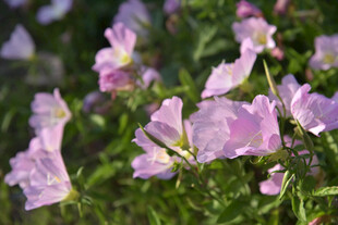紫色小花绽放于草丛间