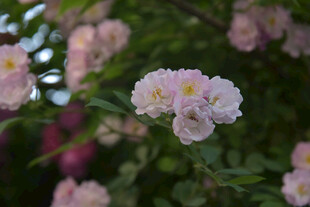 粉色蔷薇花绽放