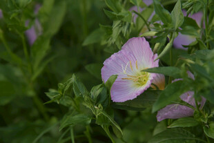 粉色月见草绽放