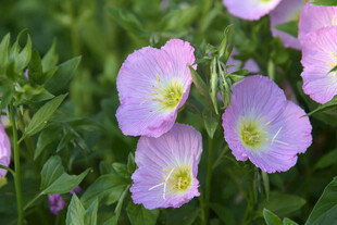 粉色月见草绽放于绿叶间