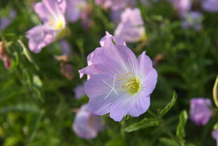 紫色绽放的美丽野花