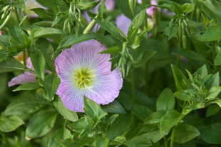 紫色小花绽放于绿叶间