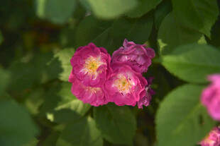 月季花