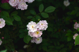 粉色蔷薇花绽放于绿叶间