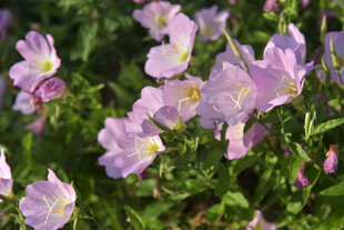 粉色美丽月见草绽放