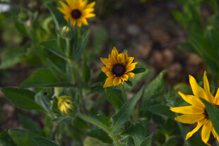 绽放的美丽向日葵花朵
