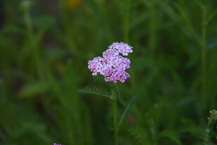 紫色小花绽放于绿野间