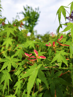 绿叶间的红嫩植物