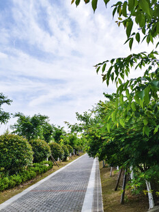 林间小道 绿意盎然