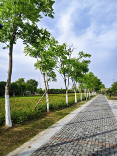 林荫石径 清新自然风景