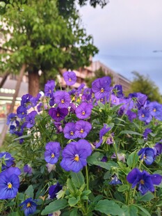 紫色花卉绽放于绿植间
