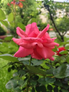 盛开的粉红月季花