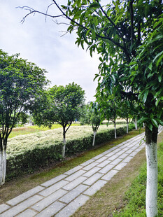 林荫小道旁的田园风光