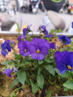 紫色小花绽放生机