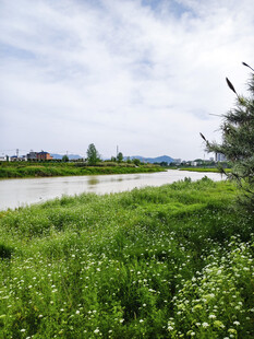 田野边的绿意风景