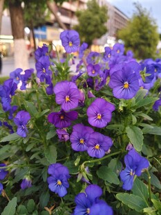 紫色小花 角堇