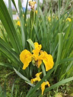 黄色鸢尾花