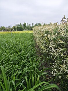 田野间的葱郁作物与花卉