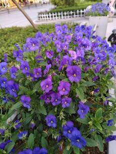 蓝紫色花卉 角堇