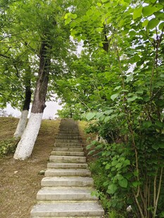 林间石阶小路