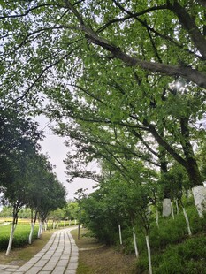林荫小道绿意盎然