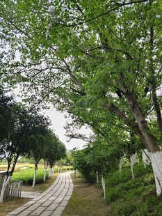 林间蜿蜒小径 绿意盎然