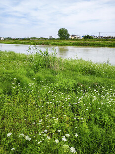 河畔绿野