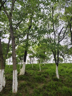 林间绿树