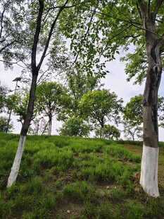 绿意盎然的树木与草地