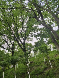 山林间错落的繁茂树木