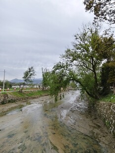 乡村泥泞小路与葱郁树木