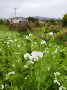 田野中的白色花卉绽放